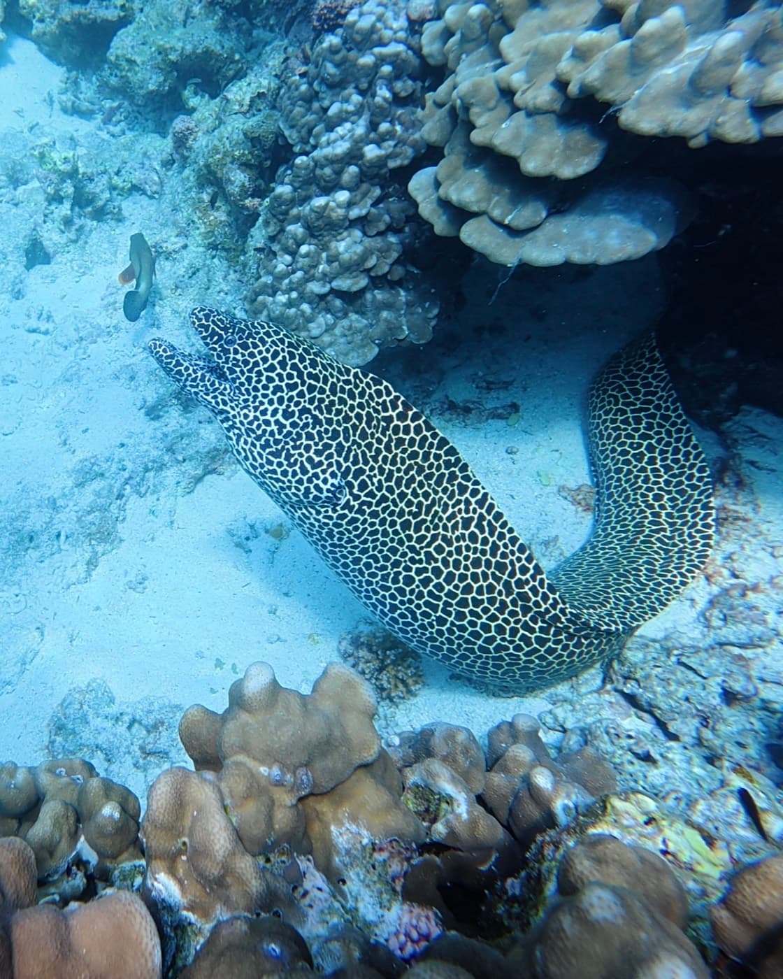 A honeycomb moray eel among hard corals at the Daymaniyat Islands, Oman