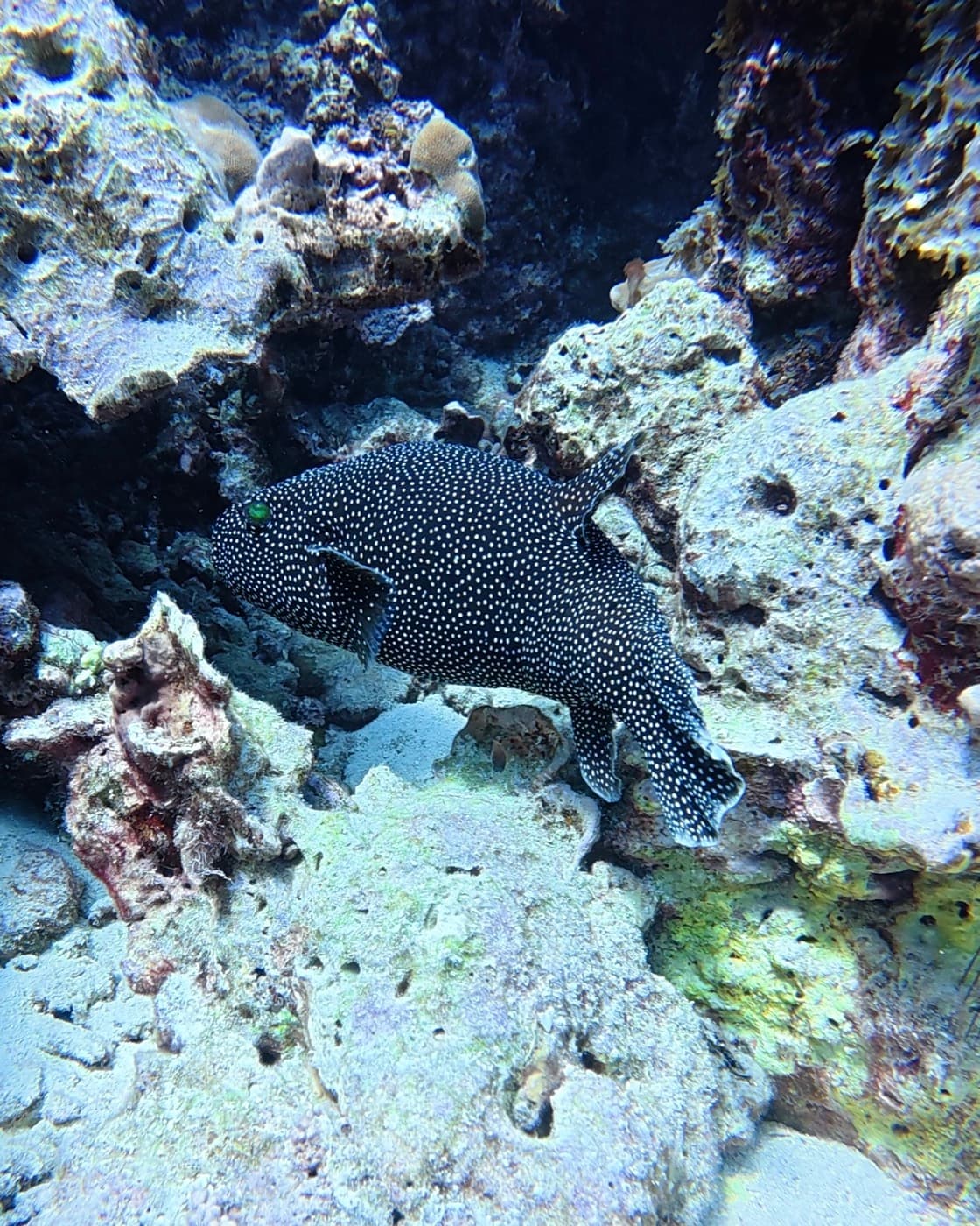 A spotted boxfish among the rocks and coral of a Daymaniyat reef