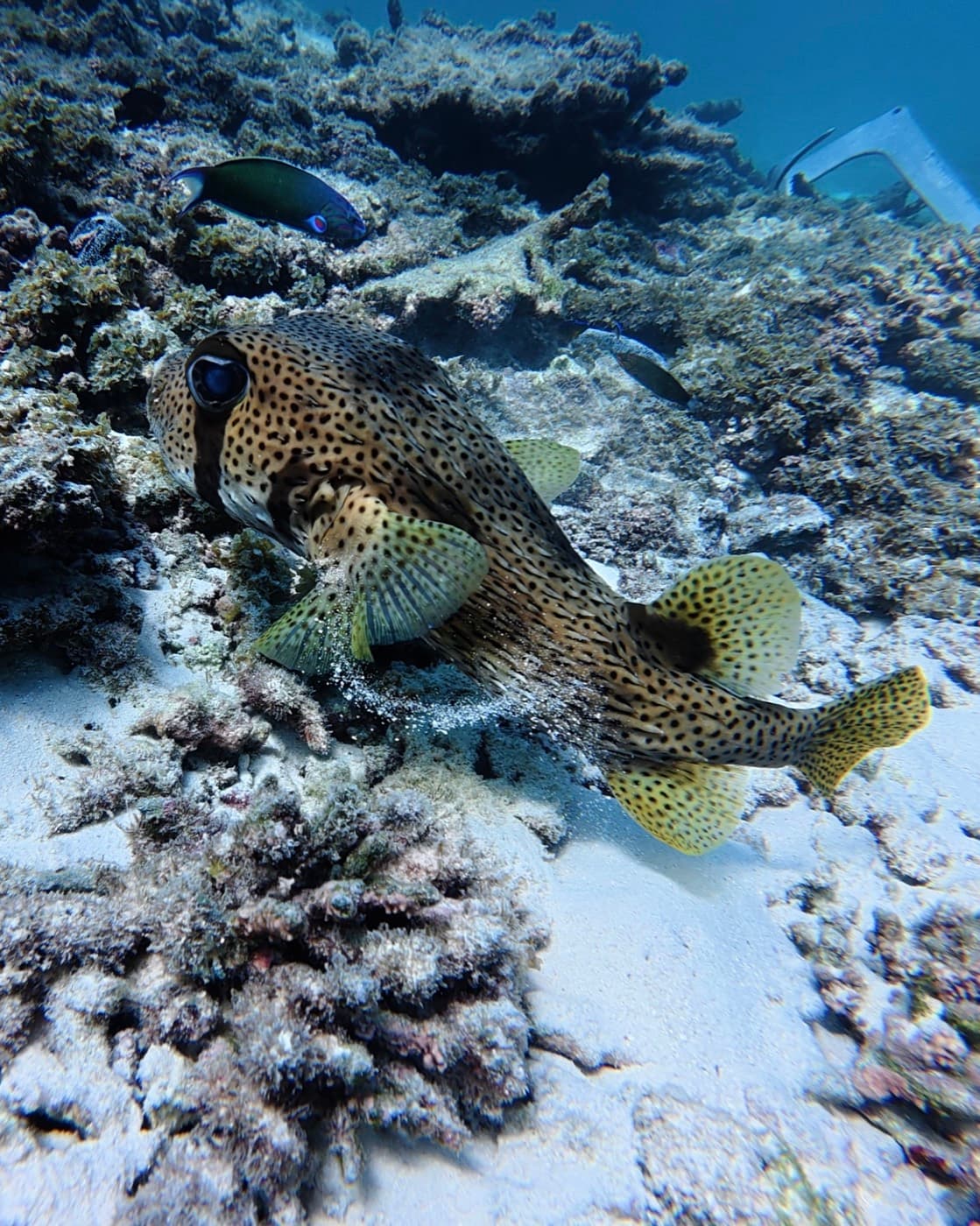 A coral reef and fish while snorkelling the Daymaniyat Islands, Oman