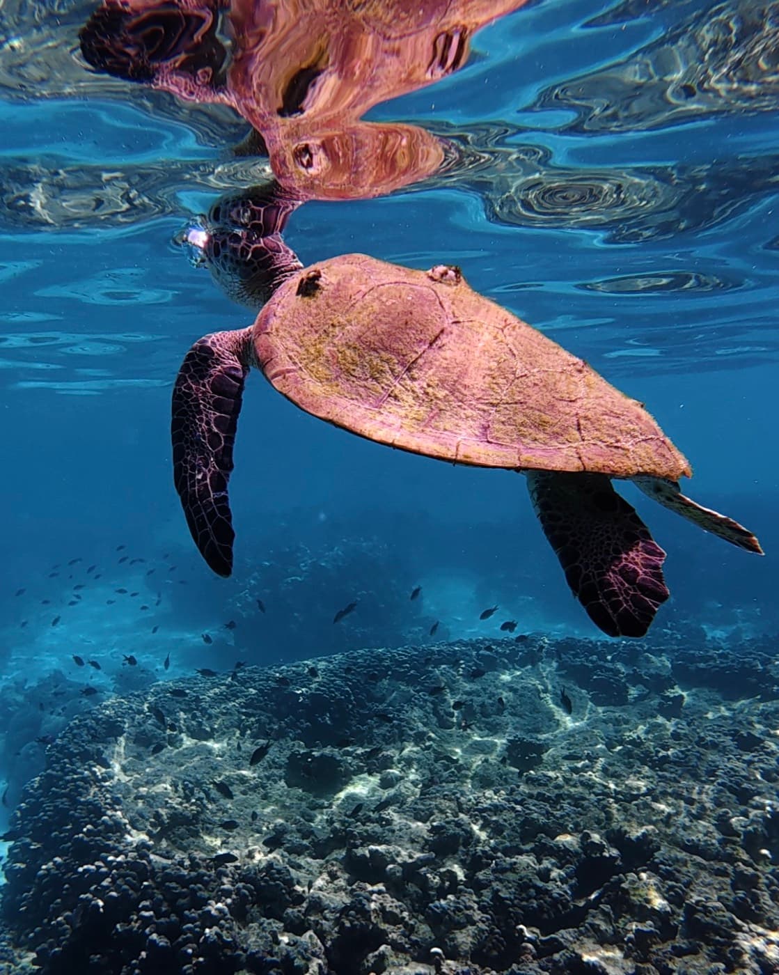 A sea turtle near the surface at the Daymaniyat Islands, Oman